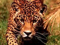 pic for leopard 2